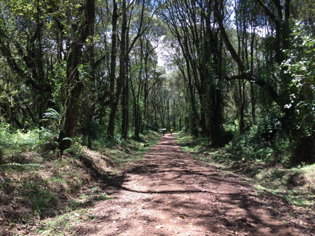 The very well trodden trail of Machame Route
