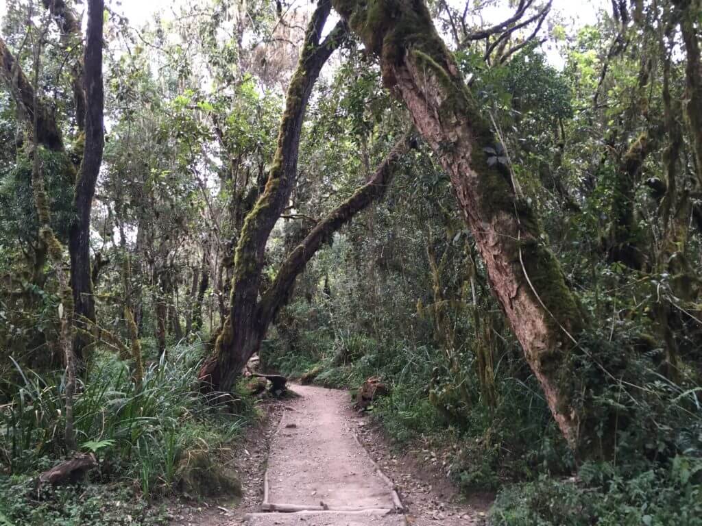 climbing Kilimanjaro day 1 forest