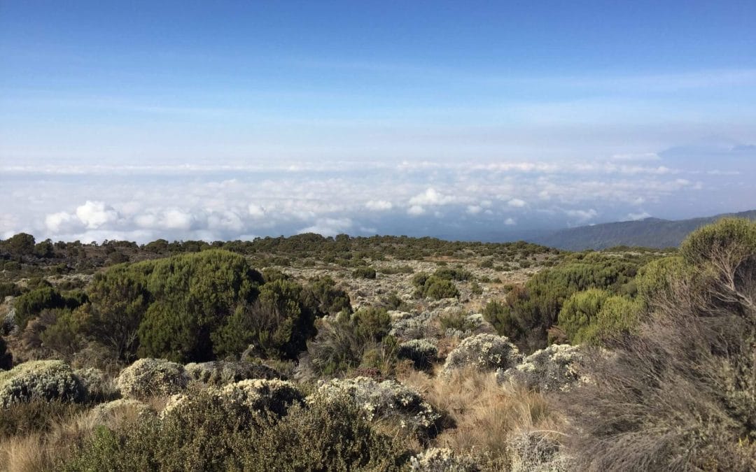 Climbing Kilimanjaro – Day 3 Shira Plateau to Barranco Camp