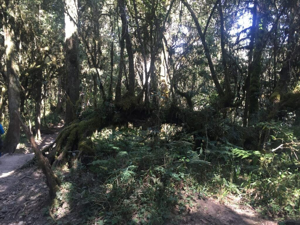 Kilimanjaro Rainforest fallen tree