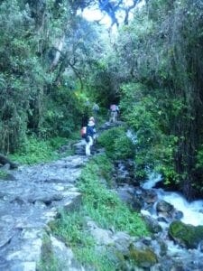 Inca Trail, forest, stream