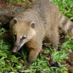 Iguazu Falls Coati