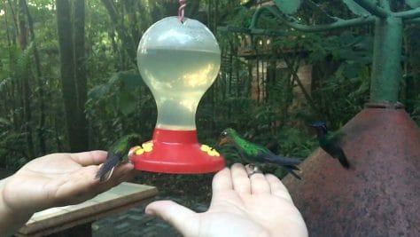 Monteverde humming bird garden