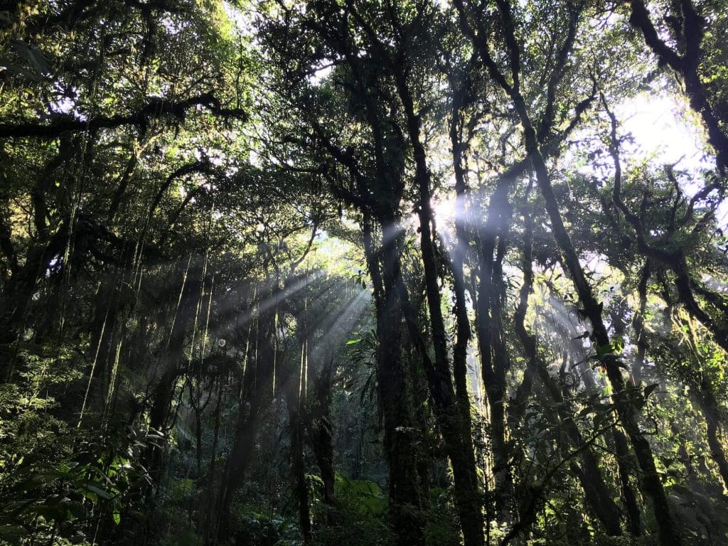 Santa Elena cloud forest