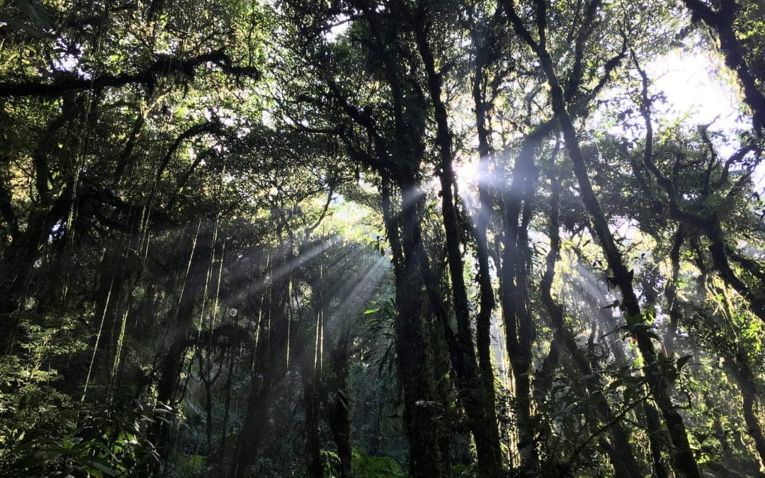 Monteverde’s Mystical Cloud Forest