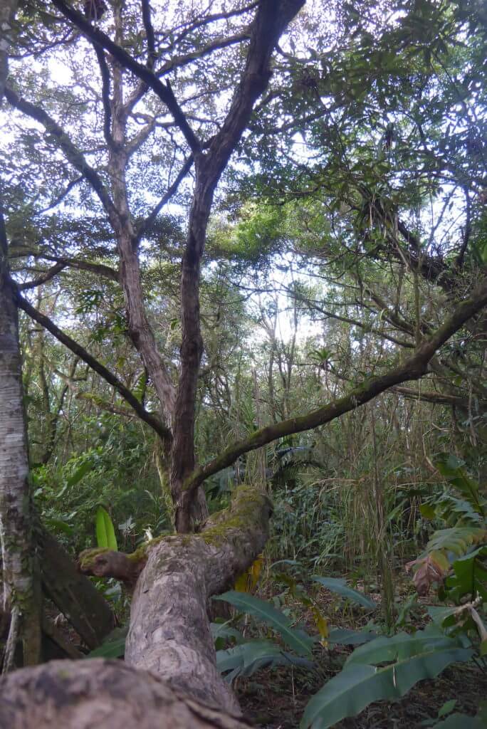 Arenal Volcano trek foliage