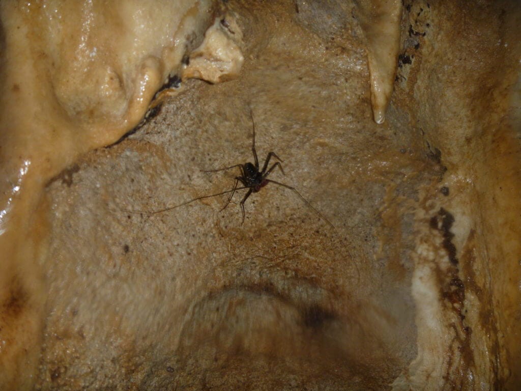Venado Caves Spider