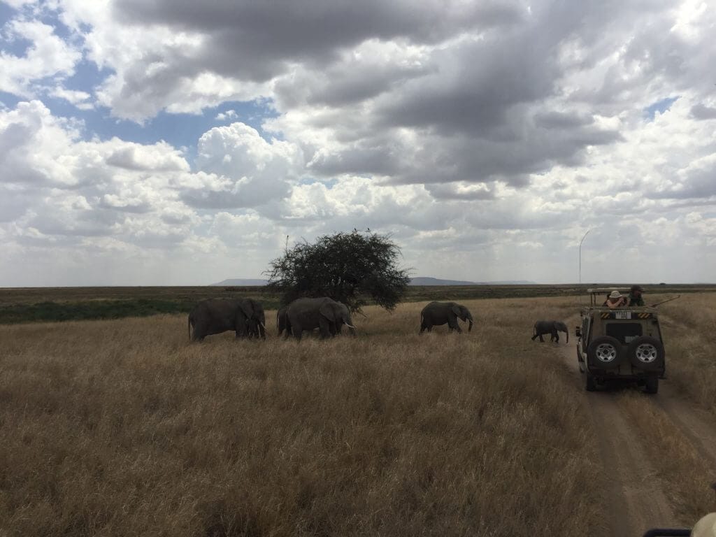 serengeti elephants crossing