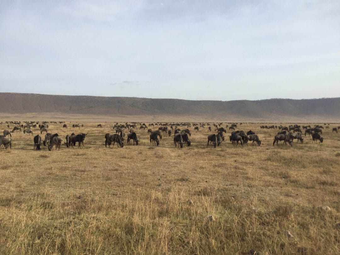grazing animals ngorongoro crater