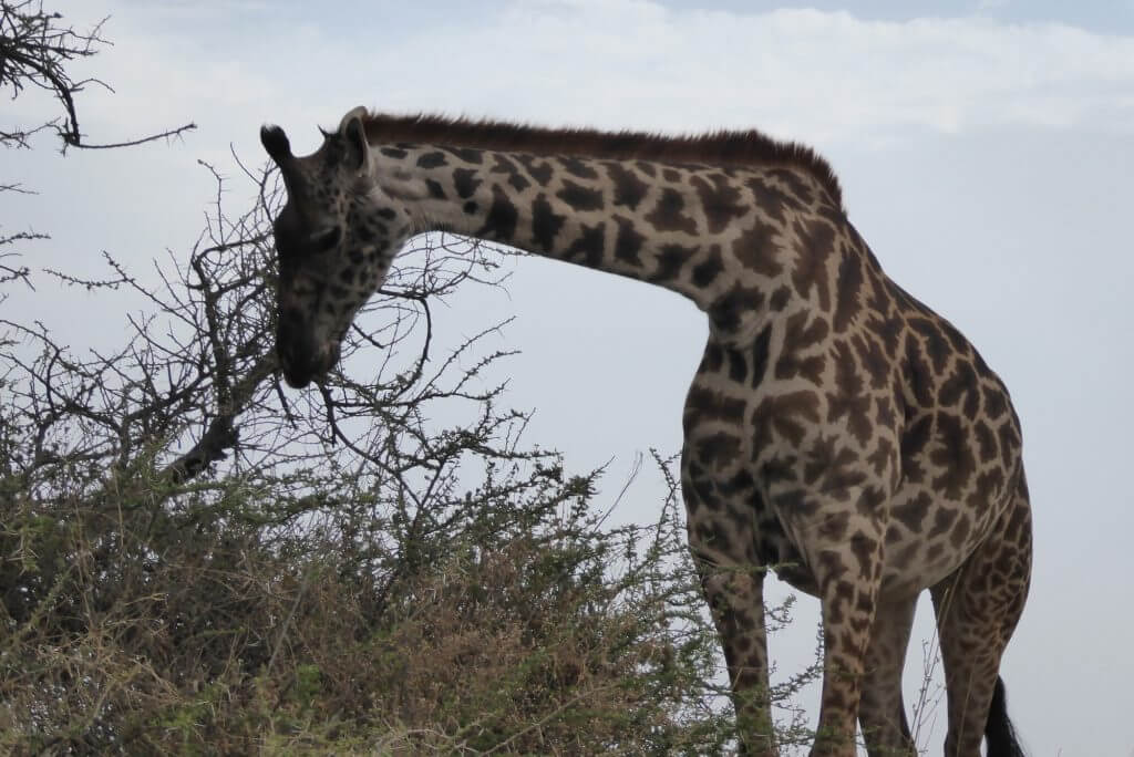 serengeti giraffe