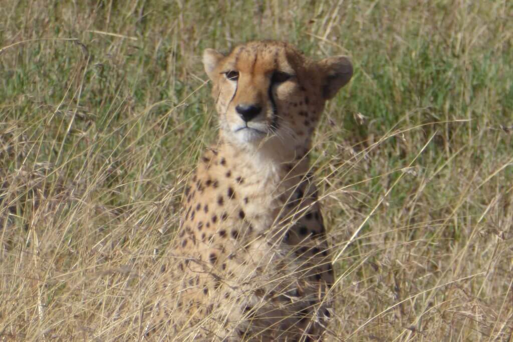 serengeti cheetah, serengeti plains