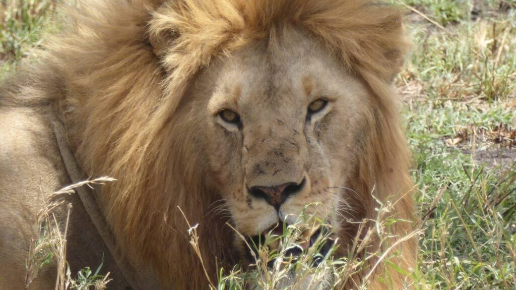 Serengeti lion