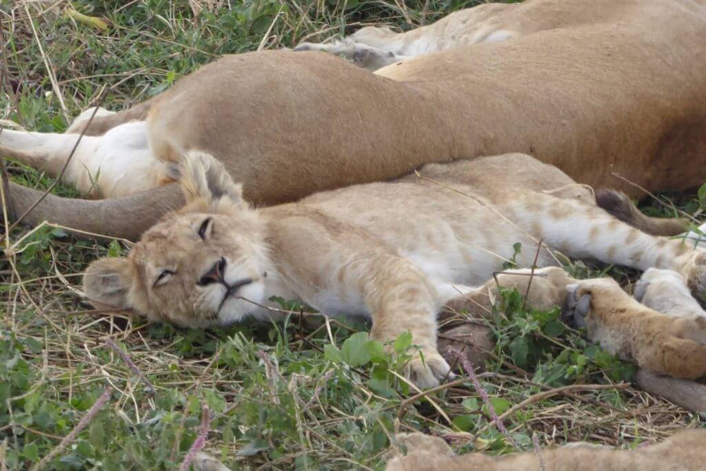 serengeti lion cub