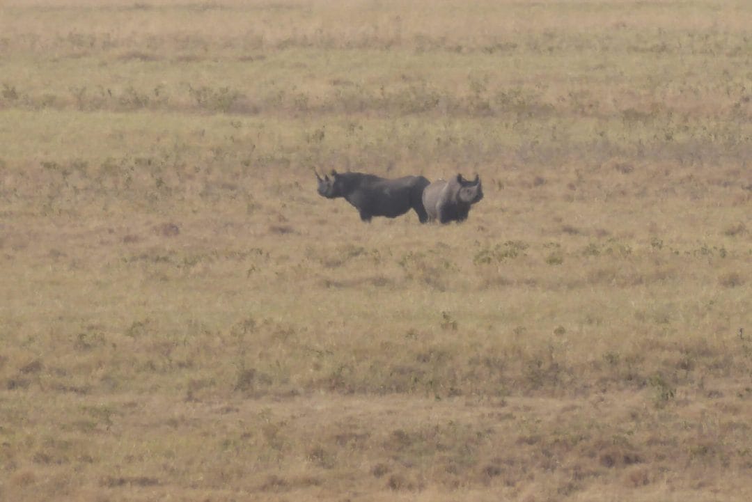 Ngorongoro Crater Blach Rhinoceros