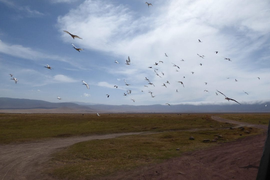 Ngorongoro Conservation Area birds