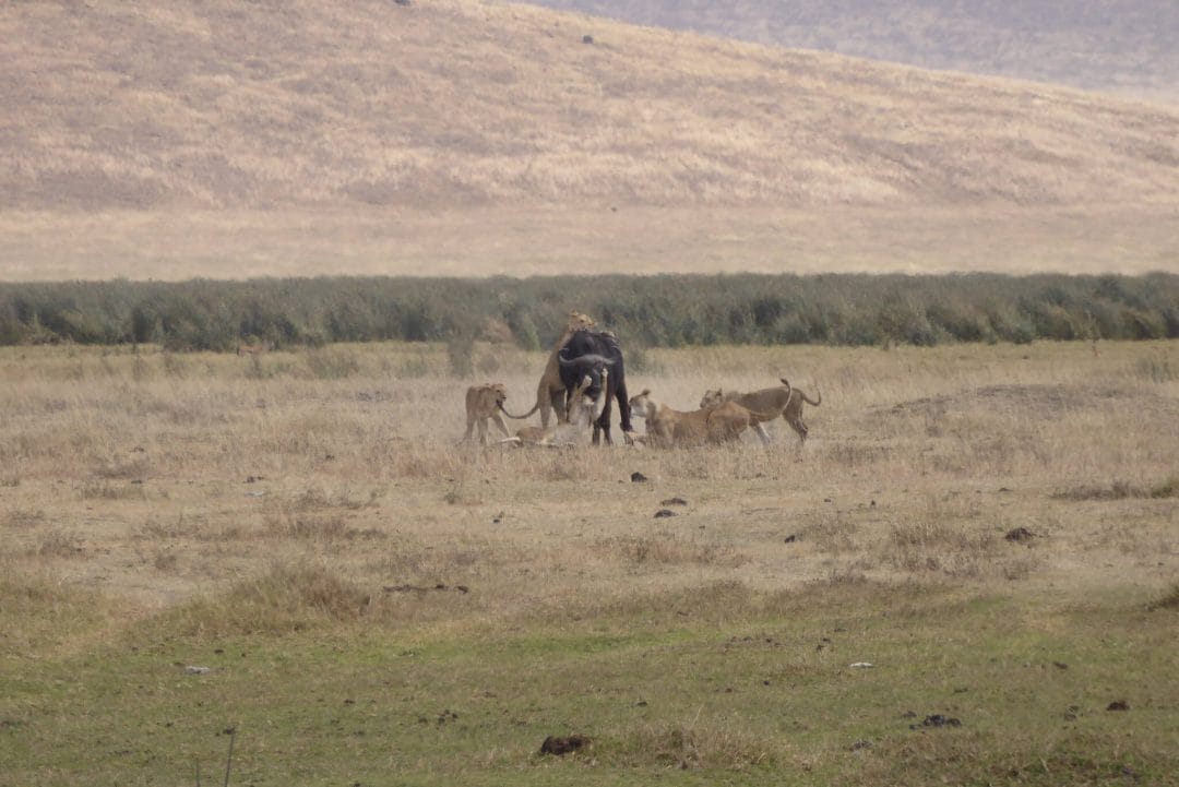 Ngorongoro Crater lions and buffalo