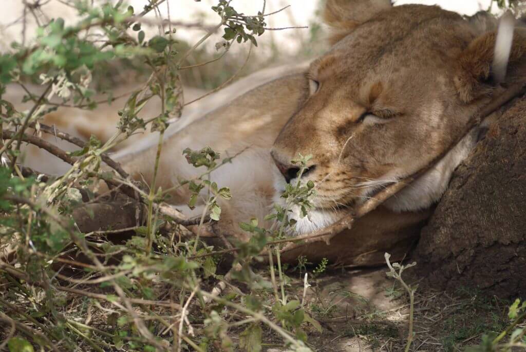 serengeti lioness, sleeping lion