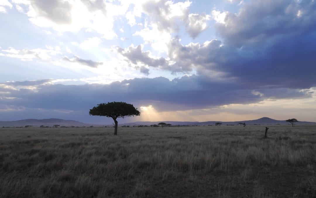 The Serengeti National Park – Life and death on the dusty plains