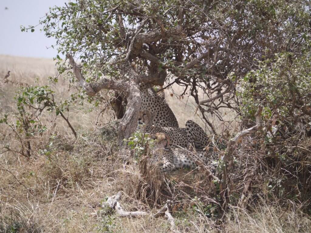 serengeti cheeta family