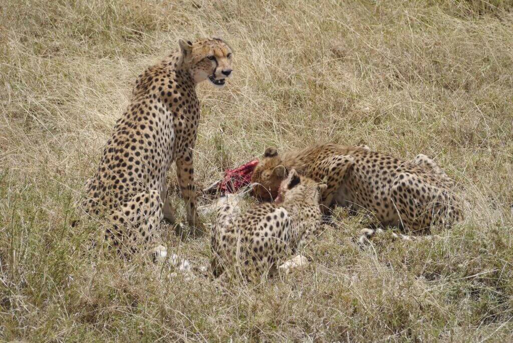 Serengeti cheetahs feeding, cheeta family