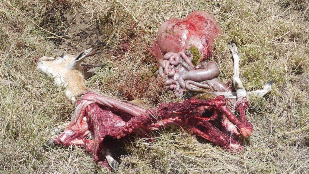 serengeti thomasons gazelle carcass
