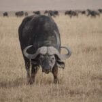 Ngorongoro Crater Cape buffalo
