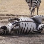 Ngorongoro Crater zebra
