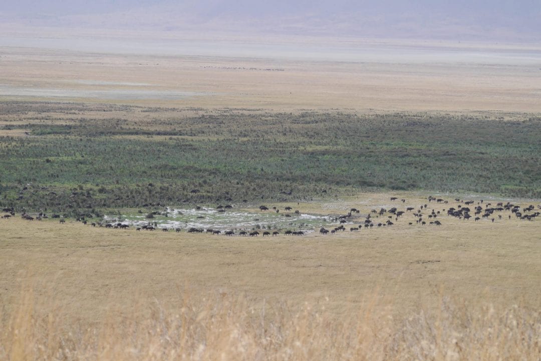 Ngorongoro Crater Munge Stream, grazing animals Ngorongoro Crater