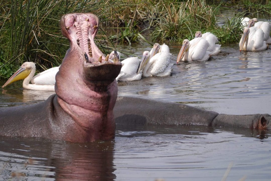 Ngorongoro Crater hippo yawn