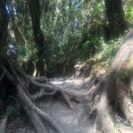 Kilimanjaro Rainforest trail