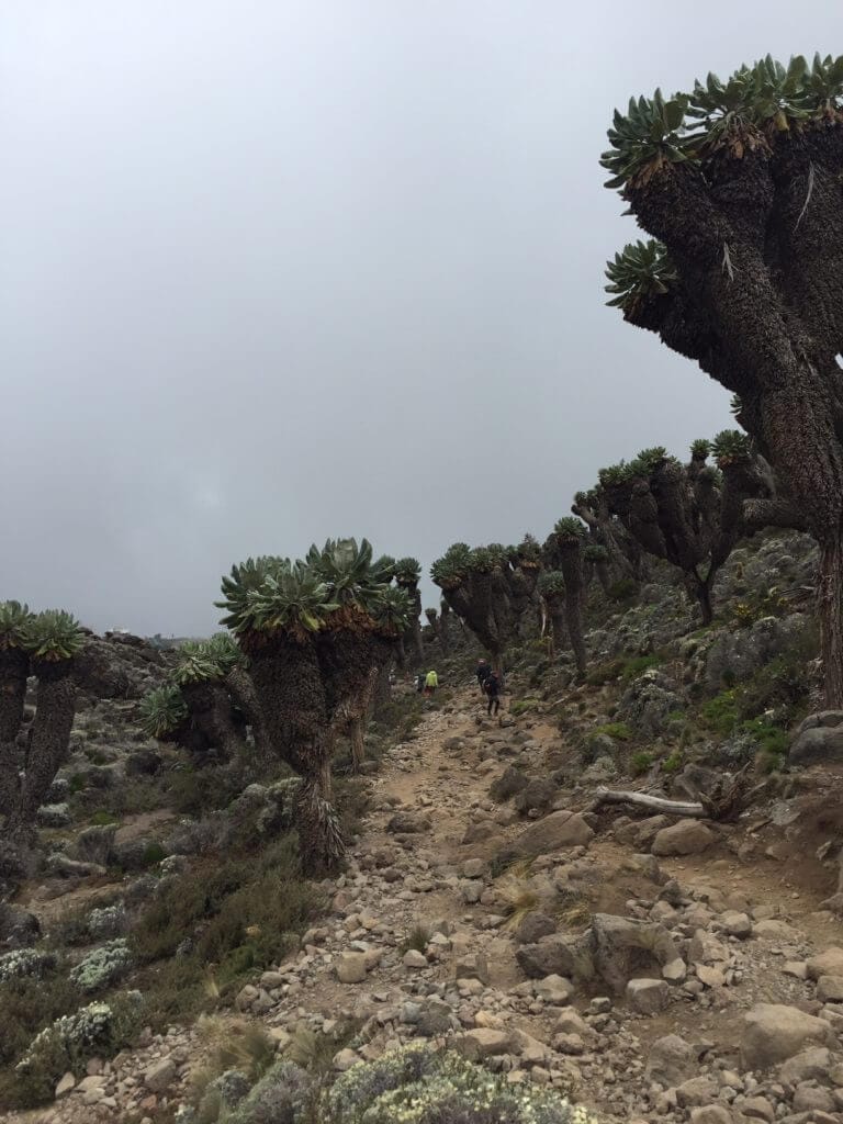 Kilimanjaro, flora, giant groundsel