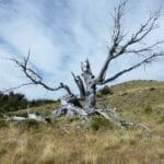 Monument to a careless hiker tree, burnt tree el chalten