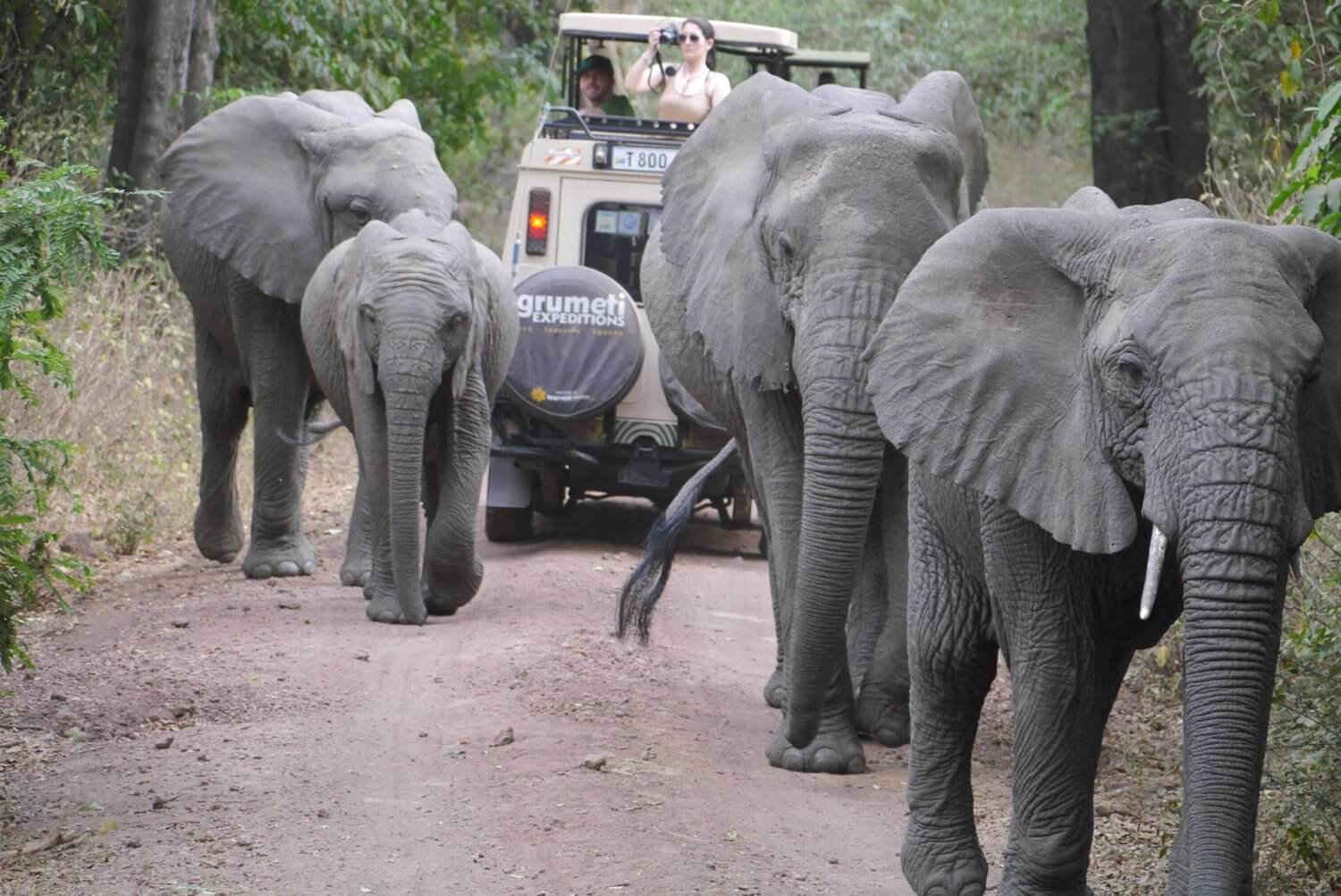 lake manyara elephants