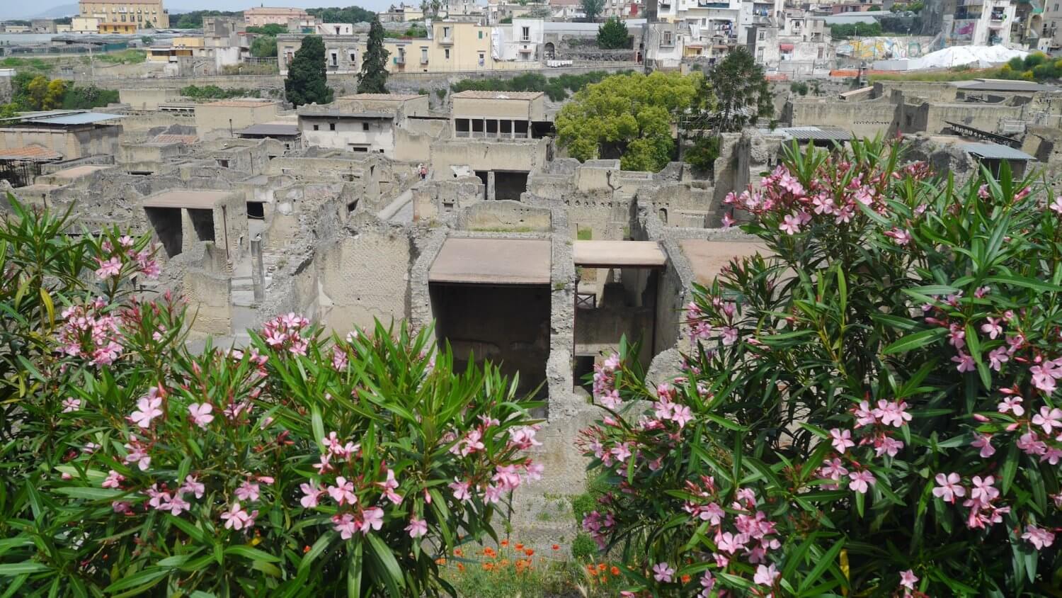 Herculaneum in bloom