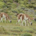 guanaco in torres del paine