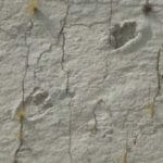 Johnny walker footprints, cretaceous park Bolivia, johnny walker close up, tyranosarus rex footprints