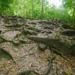 root strength trail Tikal