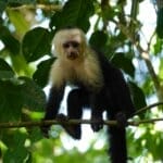 Squirrel monkey, Manuel Antiono national park wildlife