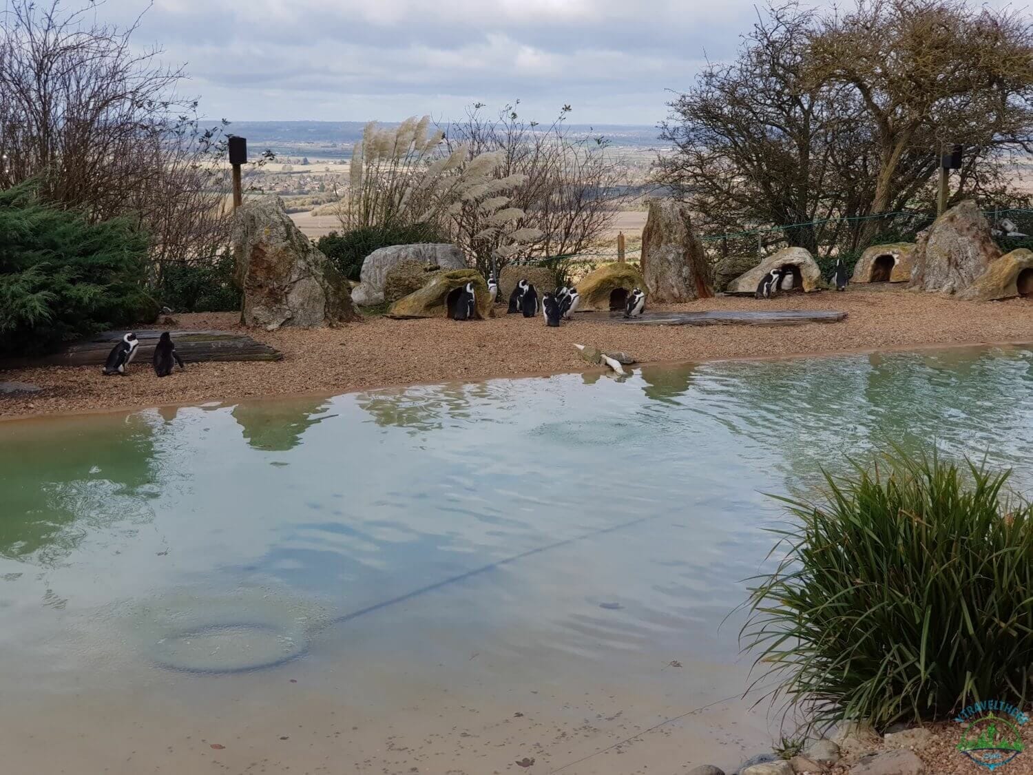 whipsnade penguins