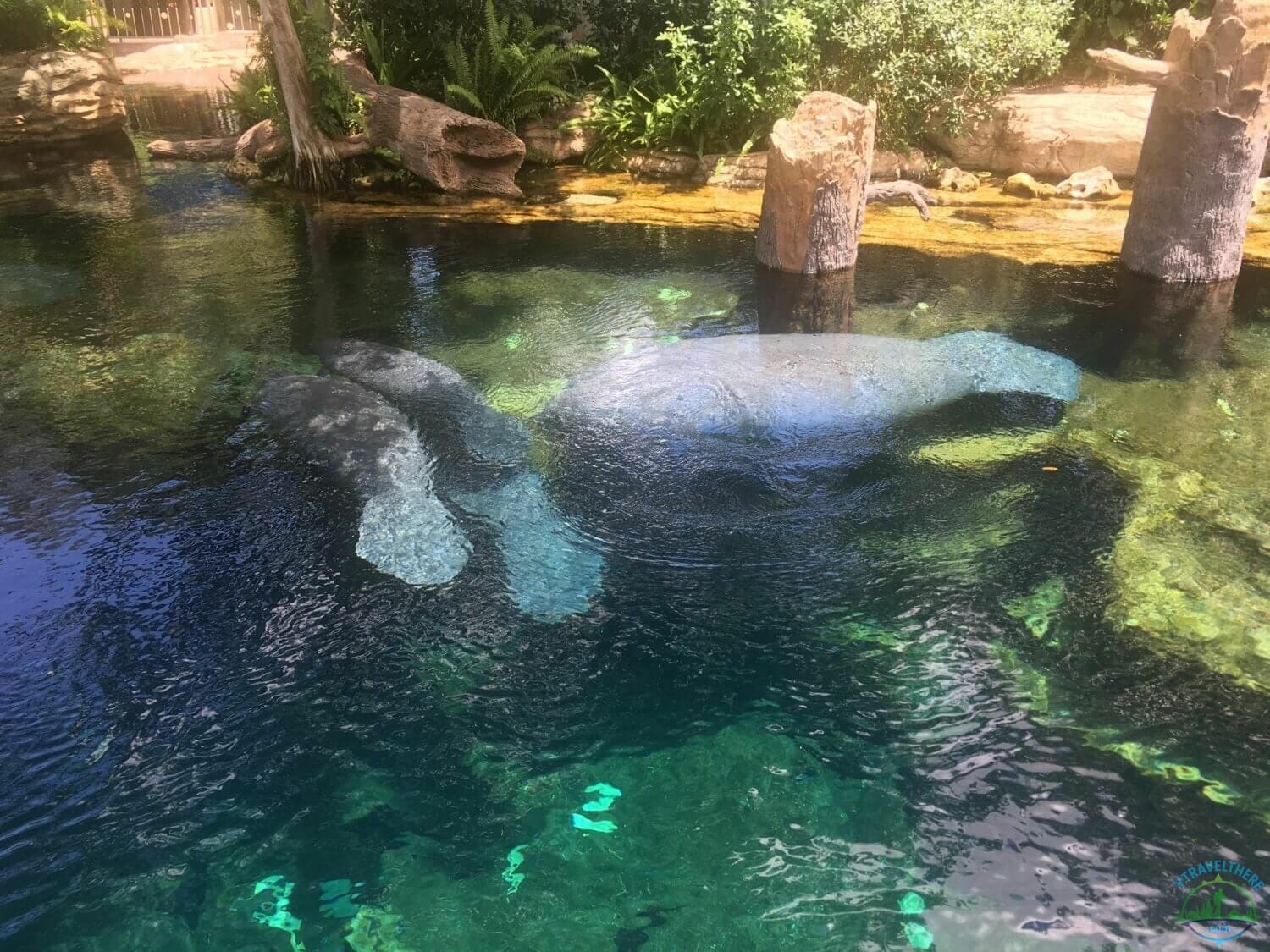 seaward manatee