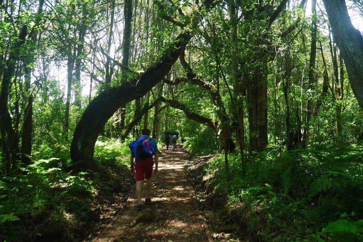 Machame Route Day 1 trekking through the rainforest